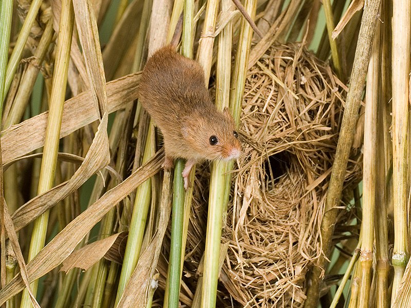 Harvest Mice